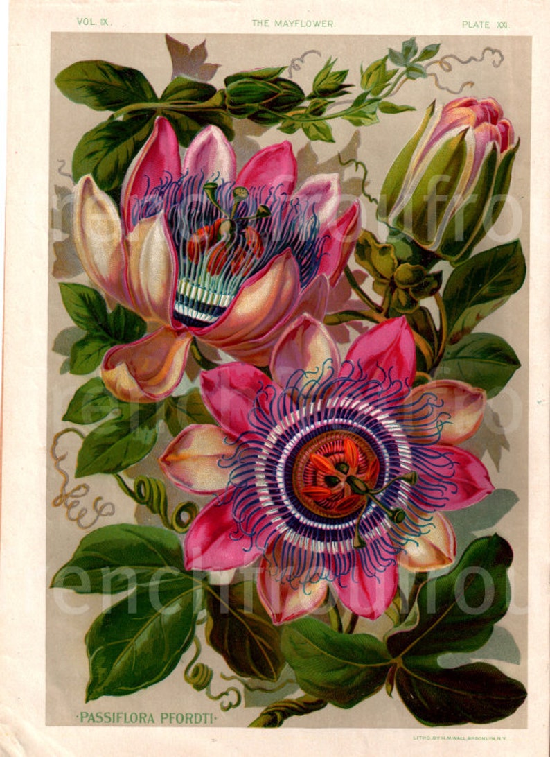 antique botanical print passion flower illustration DIGITAL DOWNLOAD image 1