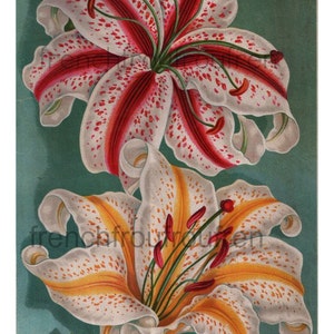 ilustración de lirio de montaña victoriano antiguo lilium auratum descarga digital