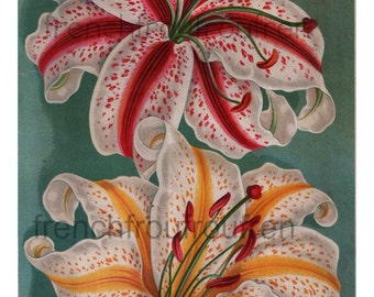 antique victorian lilium auratum mountain lily illustration digital download