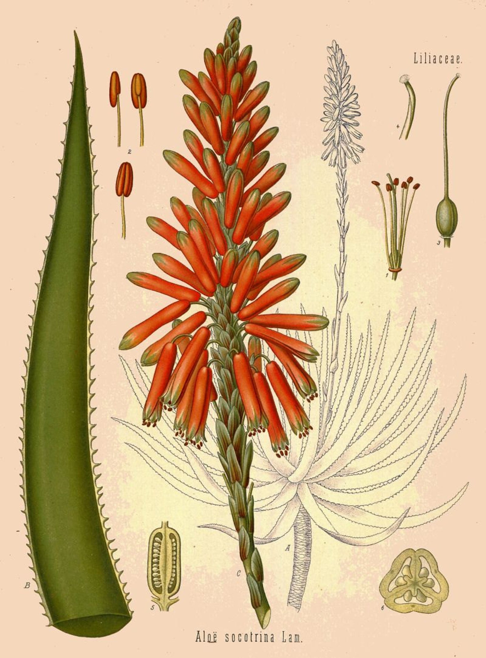 Алоэ строение растения. Алоэ строение растения. Комнатное растение алоэ характеристики. Строение побега алоэ. Алоэ древовидное (столетник) сок.