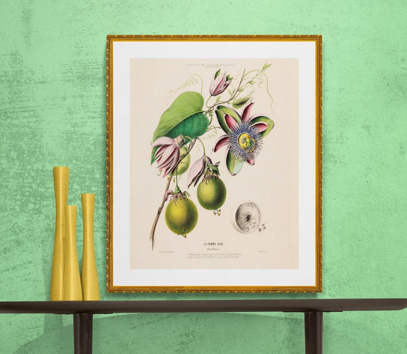 pomme bibi passiflora , passion flower and passion fruit , antique French botanical illustration digital download imagem 1