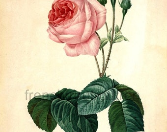 antique french botanical illustration pink roses DIGITAL DOWNLOAD