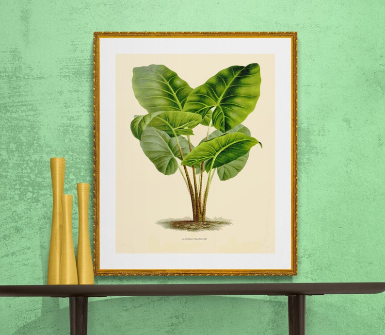 rainforest,tropical tree,alocasia villeneuvi green plant , antique French botanical illustration, digital download image 1