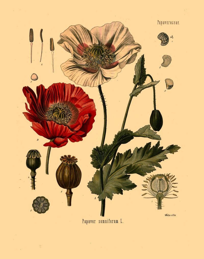 Opium Poppy Flowers and Seeds Illustration Digital Download - Etsy