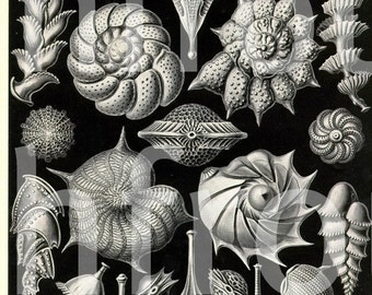 antique seashells victorian coral fossil 1904 illustration ernst haeckel thalamophora