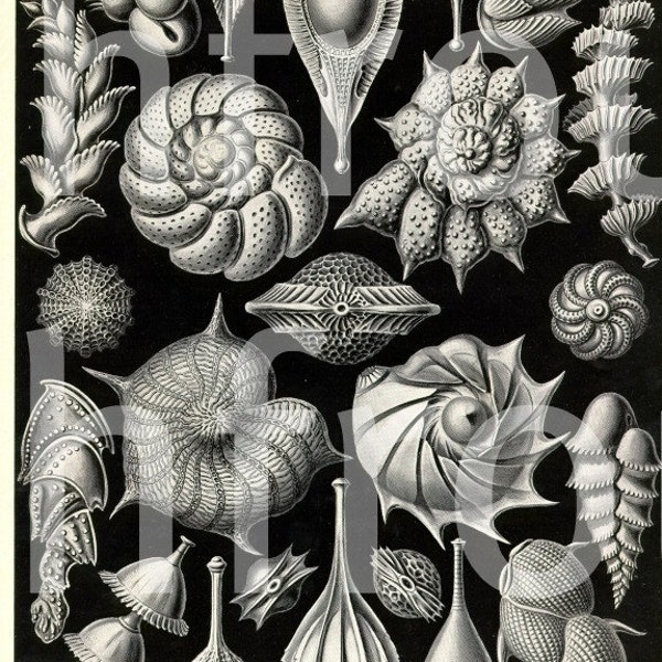 antique seashells victorian coral fossil 1904 illustration ernst haeckel thalamophora