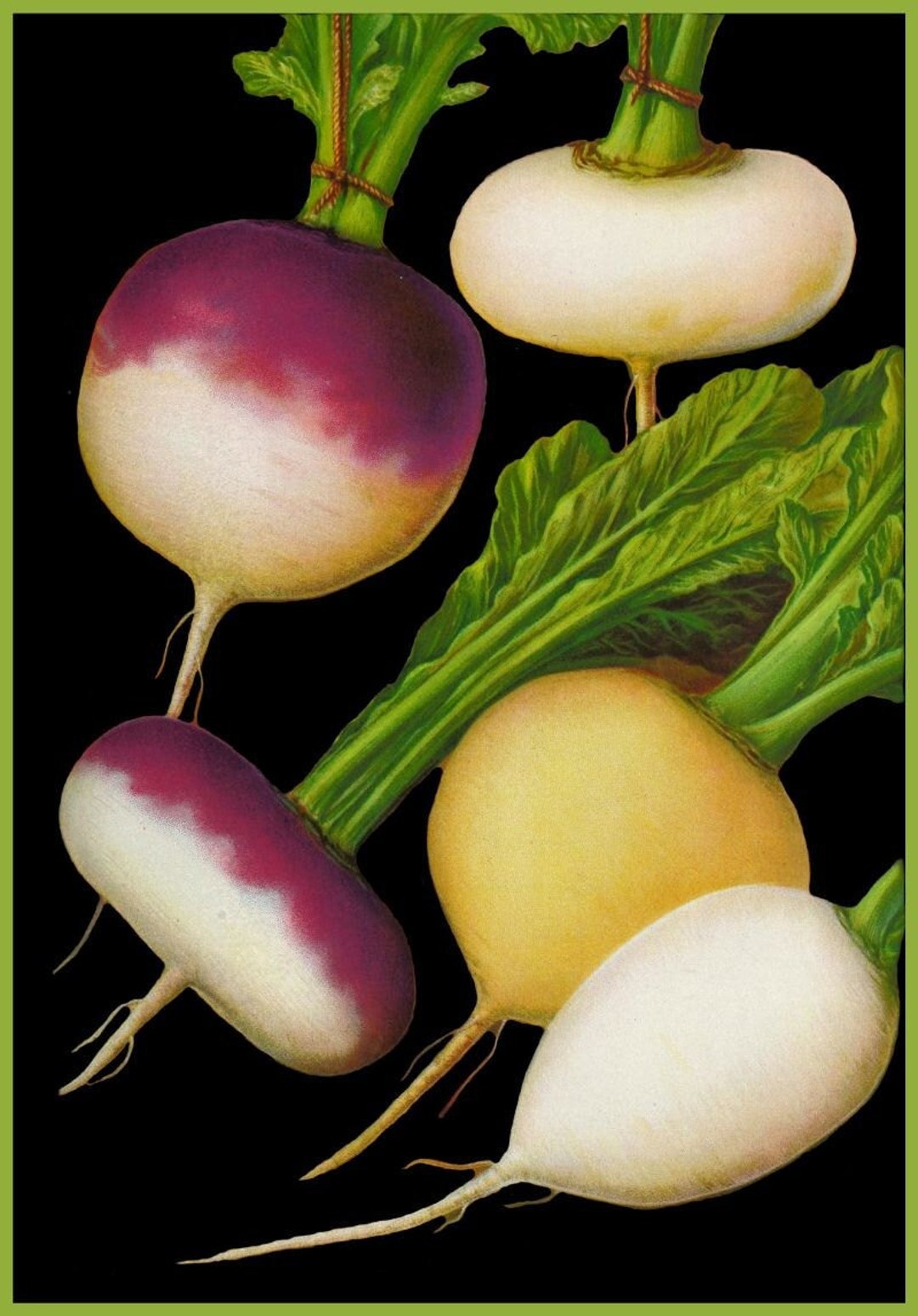 Turnip Root Vegetables Antique French Botanical Illustration Etsy
