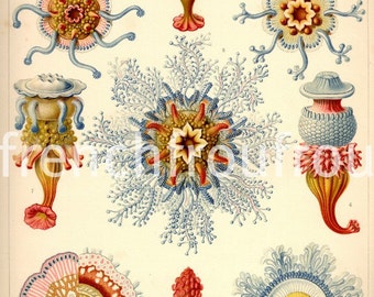 antique victorian jellyfishes illustration ernst haeckel siphonophorae DIGITAL DOWNLOAD