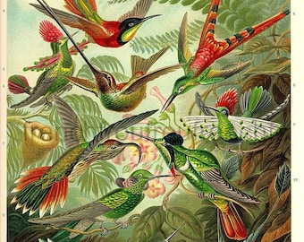 antique victorian humming bird illustration ernst haeckel DIGITAL DOWNLOAD