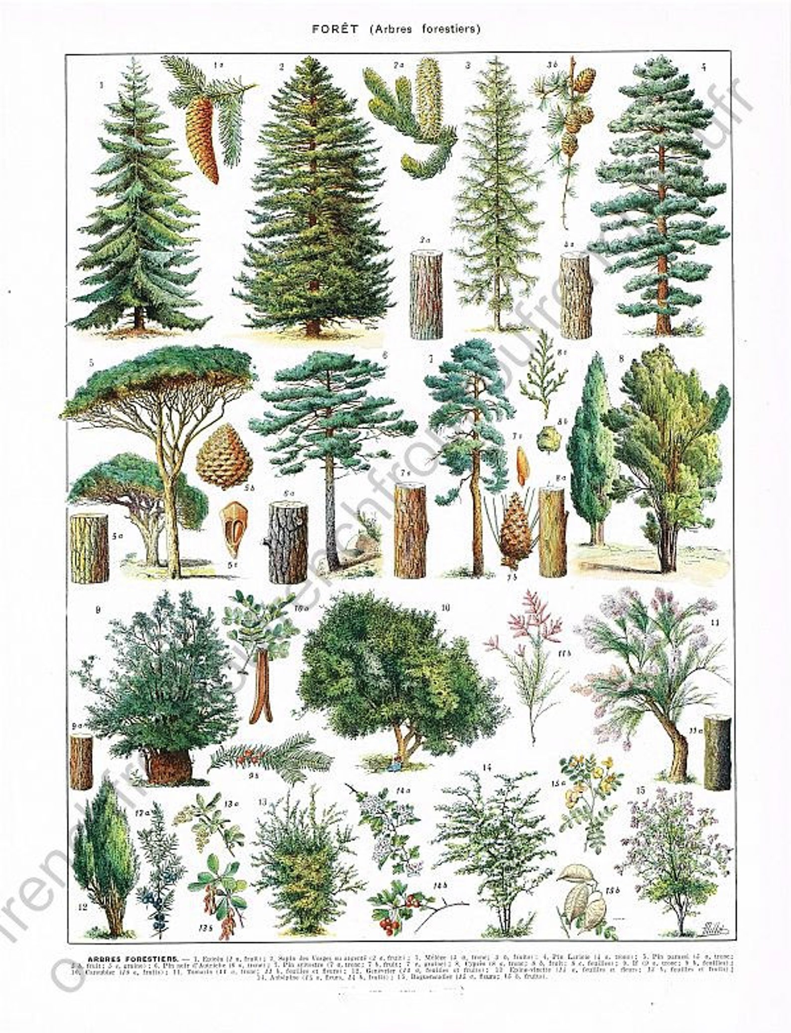 Botanical collection деревья