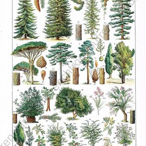 vintage french botanical illustration trees forest digital download