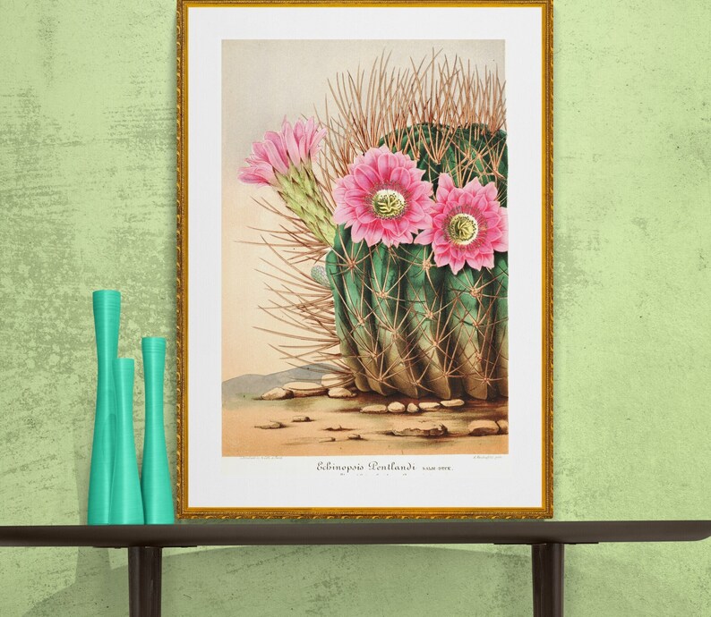 pink cactus flower echinopsis sea-hurchin cacti , antique French botanical illustration digital download POSTER SIZE image 1