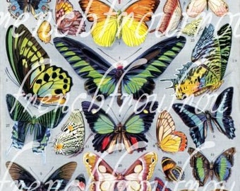 antique french exotic butterflies illustration digital download