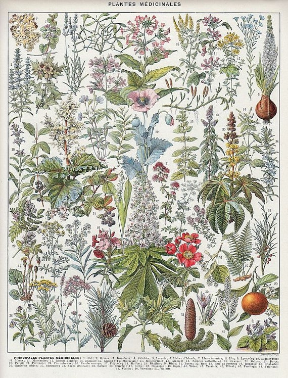 Antique french medicinal plants botanical print DIGITAL | Etsy