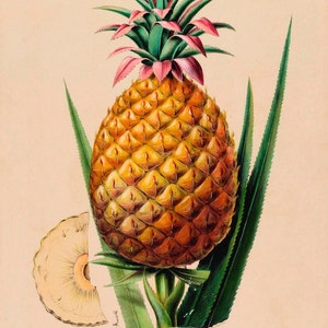 antique french botanical print ananas pineapple tropical fruit illustration digital download