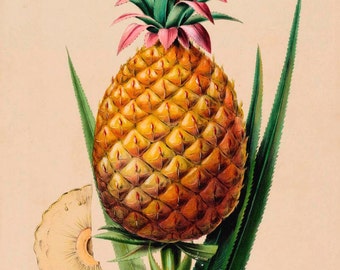 antique french botanical print ananas pineapple tropical fruit illustration digital download