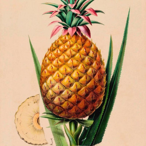 Antique French Botanical Print Ananas Pineapple Illustration Etsy