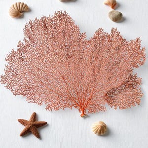 Natuurlijke zeewaaier koraal decoratieve koraalboom voor thuis, aquarium of bureau Zeeschelpen en koraalcollectie Uniek kustcadeau voor kerst