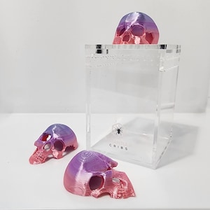 6 Pack Skull Spider Hide - Terrestrial Hide - Enclosure Decor for Spoods and other inverts/insects