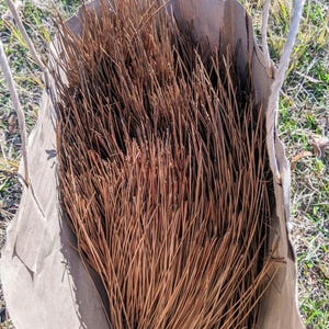 Longleaf Pine Needles: Dried (2 lbs, 12-15") - Shipped