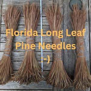 Florida Longleaf Pine Needles (11 -15 inches) 3 lbs.
