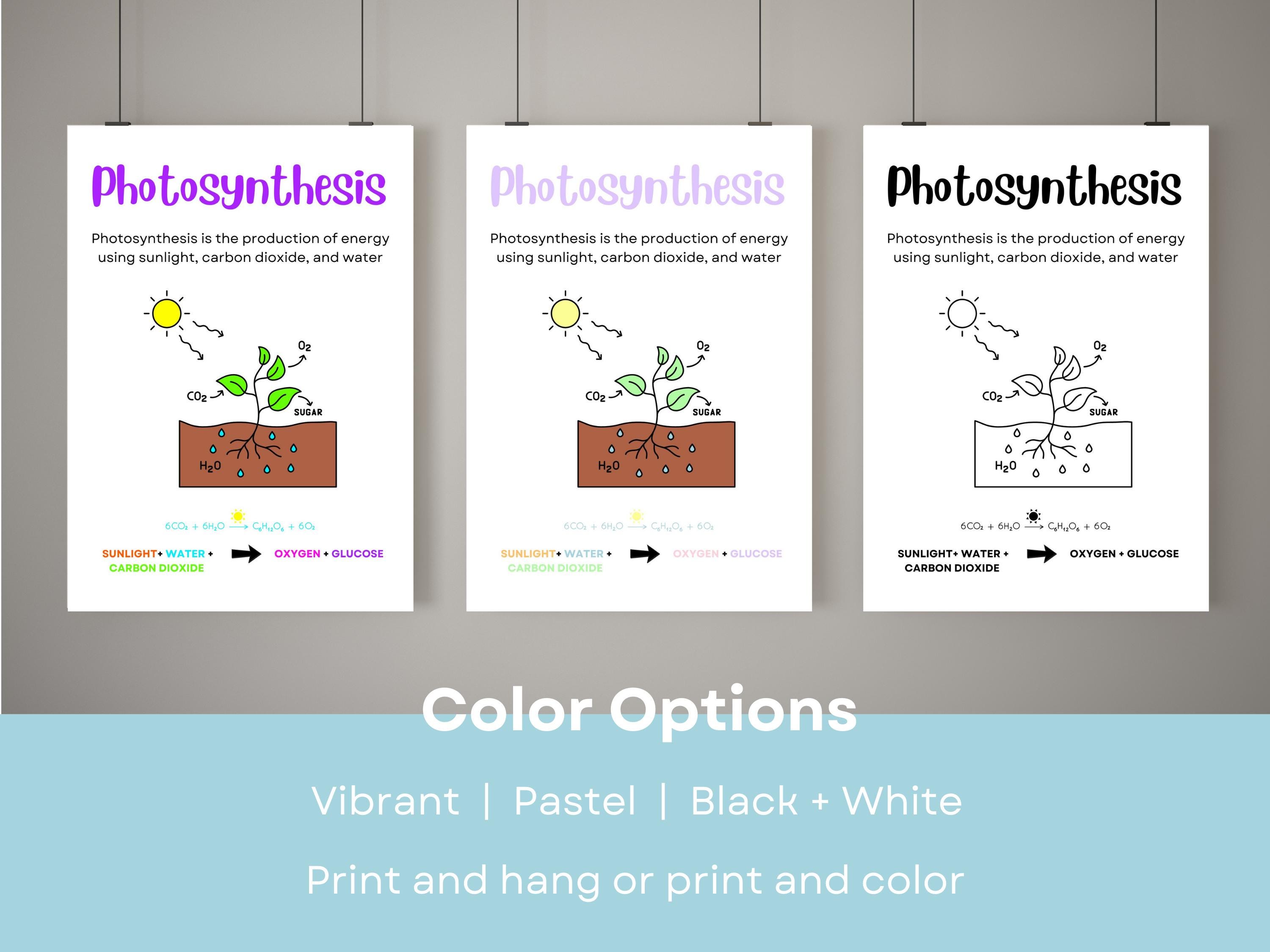 Printable Photosynthesis Anchor Chart, Science Classroom Poster ...