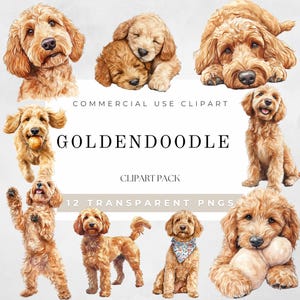 Clipart aquarelle Goldendoodle, clipart chien mignon, chien PNG, race de chien PNG, autocollant Goldendoodle, portrait de chien, amoureux des chiens, téléchargement numérique