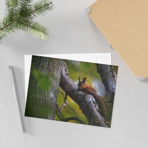 Cartes postales, Écureuil mignon sur branche, Ensemble de papeterie, Imprimé animalier, Cadeau pour amoureux de la nature, Petits tirages d'oeuvres d'art