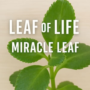 Leaf of Life Plant (Bryophyllum pinnatum) – Miracle Leaf – Live Forever Plant – 10–12” Organic Live Plant – Love Bush – Cathedral Bells