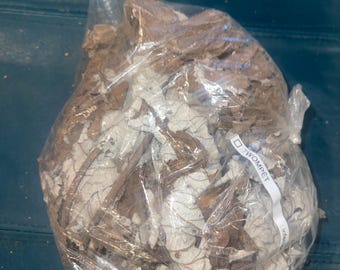 FÈY TWOMPET / feuilles de trompette sèches
