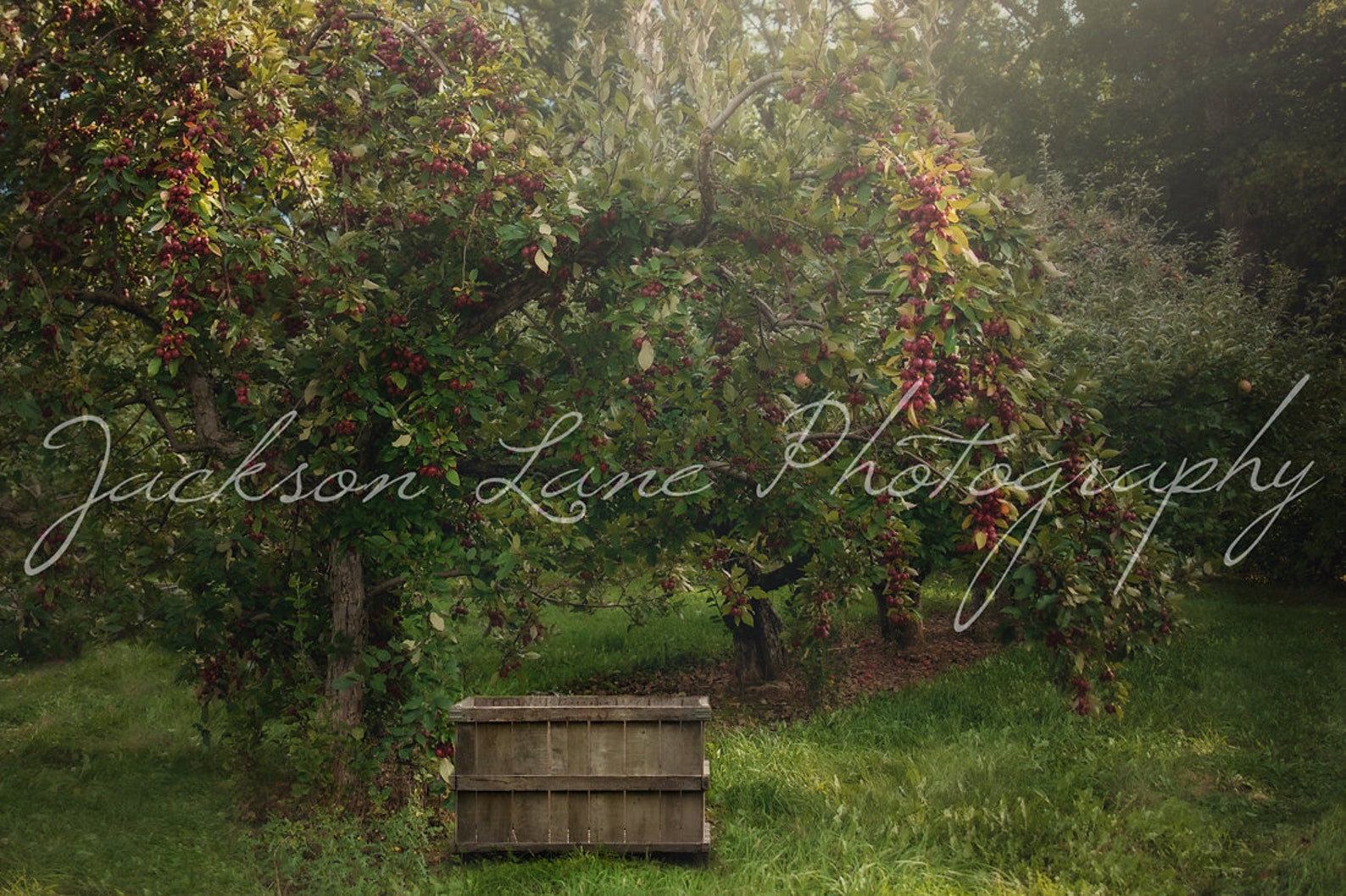 High Resolution Fall Apple Orchard Digital Backdrop for - Etsy