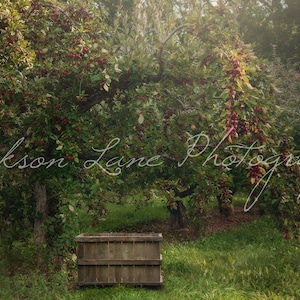 High Resolution Fall Apple Orchard Digital Backdrop for Photoshop/ PSE