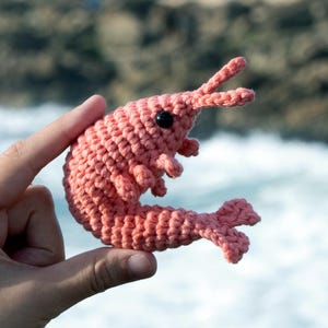 Könnte beinhalten: Eine rosa gehäkelte Garnele mit schwarzen Augen. Die Garnele wird in einer Hand vor einem verschwommenen Hintergrund aus Wasser und Felsen gehalten.