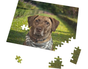 Pode incluir: Um cão castanho e branco com uma echarpe no pescoço está sentado numa área gramada. O cão está a olhar diretamente para a câmara.