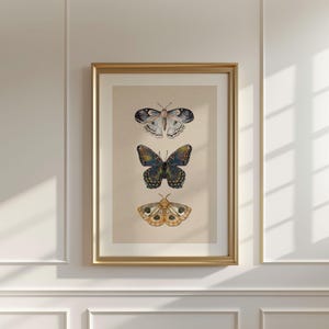 Moth Wall Art Vintage Butterfly Decor Nature Print Eclectic Gallery Wall Art Cottage Core Art Digital Download Antique Wall Art Luna Moth