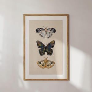 Moth Wall Art Vintage Butterfly Decor Nature Print Eclectic Gallery Wall Art Cottage Core Art Digital Download Antique Wall Art Luna Moth