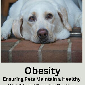 May include: A white Labrador Retriever dog with sad eyes is lying on a brick surface. The text "Obesity" is written in black above the dog, and the text "Ensuring Pets Maintain a Healthy Weight and Exercise Routine" is written in black below the dog. The text "Steve McChesney" is written in black at the bottom of the image.