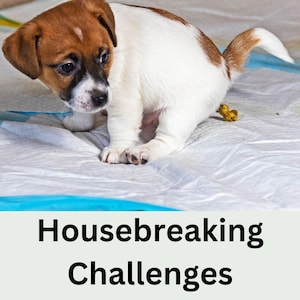 Housebreaking Challenges: Training Puppies or Rescues not to Soil Indoors