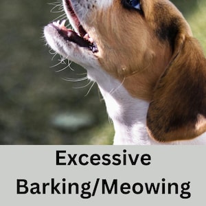 May include: A brown and white beagle dog with blue eyes looks up and barks. The text "Excessive Barking/Meowing Teaching Pets to Communicate more Calmly Steve Mchesney" is below the dog.