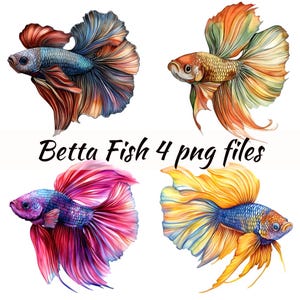 May include: Four digital illustrations of betta fish with flowing fins in various colors, including red, blue, yellow, and purple. The fish are isolated on a white background.