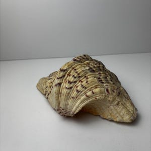 Peut inclure: Un grand coquillage texturé, avec une couleur de base crème et beige, accentué de marques marron foncé. La coquille a une surface striée et une forme incurvée, mettant en valeur la beauté côtière naturelle.