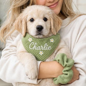 Puede incluir: Un cachorro Golden Retriever crema con un pañuelo verde con el nombre "Charlie" bordado en blanco, junto con pequeñas margaritas blancas. También se ve una goma de pelo verde. El cachorro está siendo sujetado.