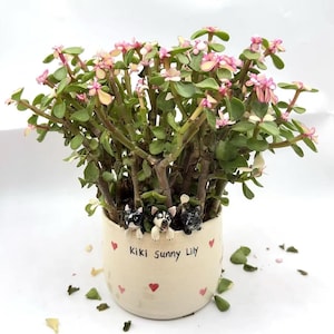 Può includere: Una pianta in vaso con foglie verdi e fiori rosa. Il vaso in ceramica bianco sporco presenta tre piccole statuette di cani, cuori rossi e la scritta "Kiki Sunny Lily".