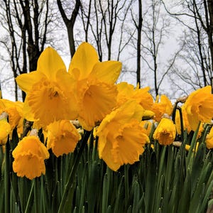 Yellow Daffodils Photo Print: Spring Home Decor (Digital Download)
