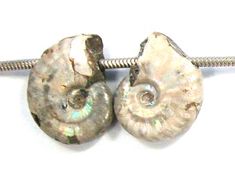 DVH Fossil Iridescent Ammonite Matched Pair Focal Beads 26x20x7 (2825)