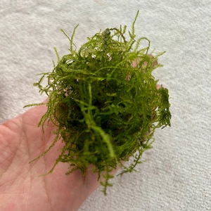May include: A dense, spherical cluster of vibrant green aquatic moss. The plant features numerous thin, branching stems with a fine, feathery texture, creating a lush and intricate appearance. The moss is composed of many small, interconnected filaments.