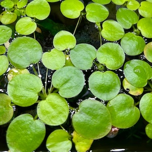 May include: Close-up of bright green floating aquatic plants with round, heart-shaped leaves. The leaves are densely packed together, creating a vibrant, textured surface. Water droplets are visible on some leaves, adding a touch of freshness.