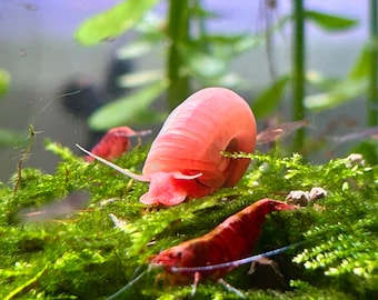 20+ Pink & Blue Ramshorn Snails