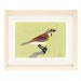 see more listings in the Birds section