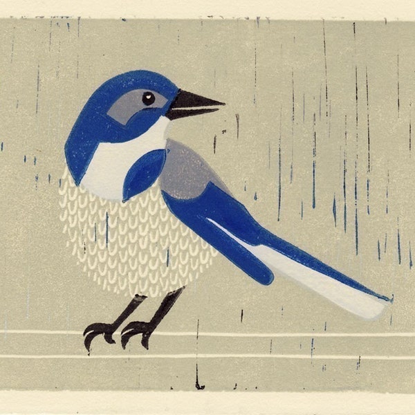 WESTERN SCRUBJAY -  Original Hand-Pulled Linocut Art Block Print 5 x 7, Blue, Gray, Bird